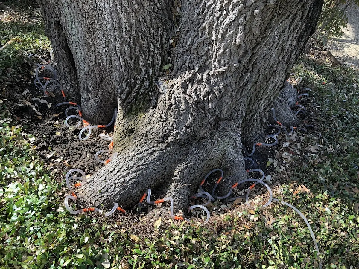 Detailed Tree Cabling and Bracing job site in Birchdale