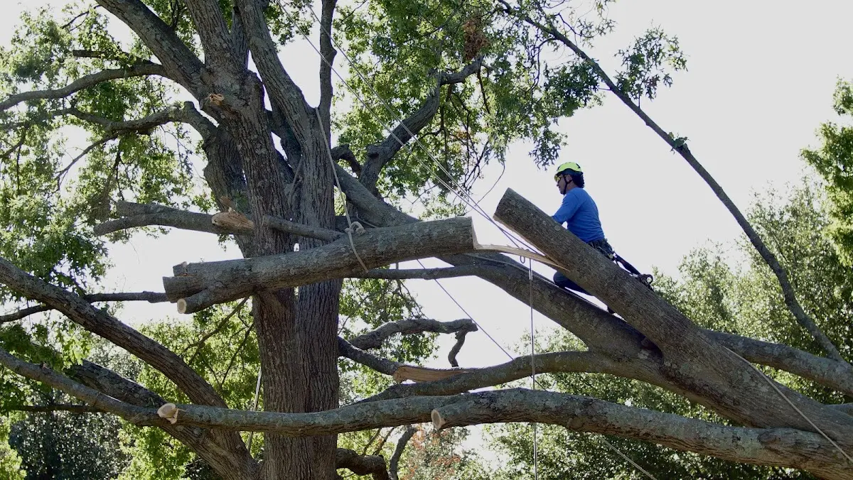 Professional Crown Thinning performed by certified arborists in Birchdale