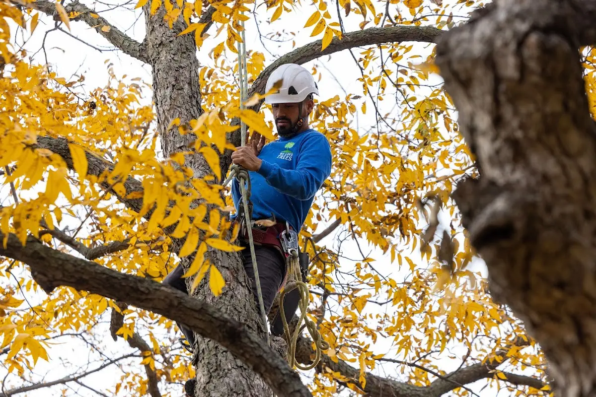 Skilled Tree Trimming crew working in Birchdale